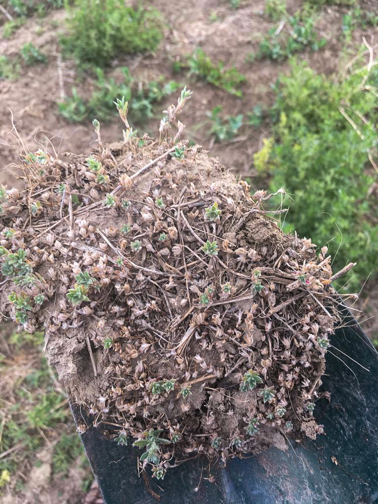 Valtera herbicide activity on a heavy population of kochia plants