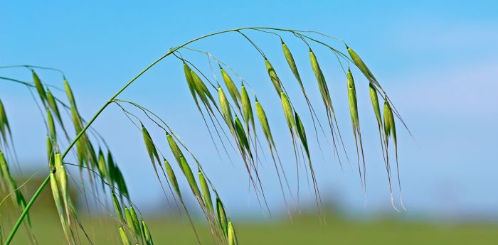 weed management strategies
