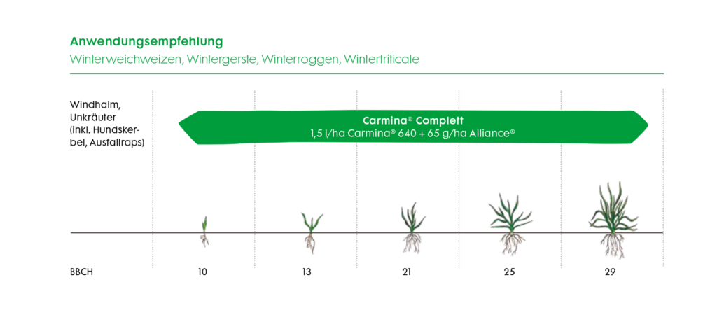 Anwendungsempfehlung von Carmina Complett gegen Windhalm und Mischverunkrautung