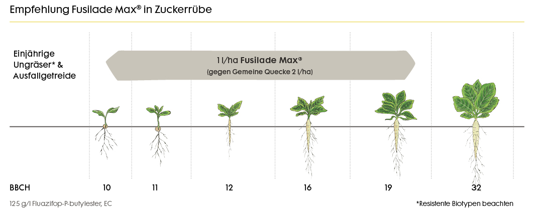 Anwendungsempfehlung Fusilade Max Zuckerrübe