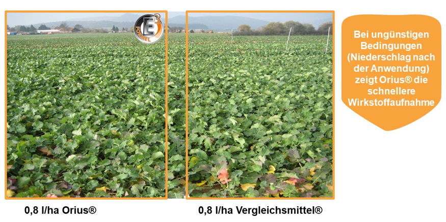 Schnellere Wirkstoffaufnahme bei 0,8 l/ha Orius im Vergleich zu 0,8 l/ha Vergleichsmittel bei Niederschlag nach Anwendung