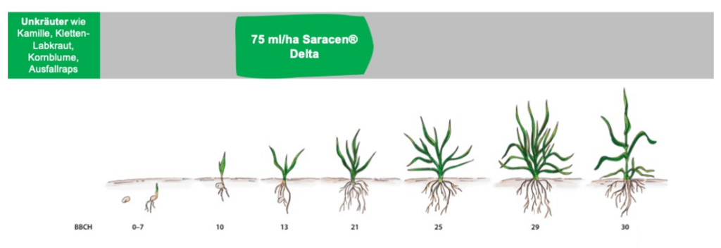 Das Bild zeigt eine grafische Darstellung der Anwendung von Saracen® Delta gegen Unkräuter wie Kamille, Kletten-Labkraut, Kornblume und Ausfallraps. Die empfohlene Dosierung beträgt 75 ml/ha. Darunter sind Illustrationen von Pflanzen in verschiedenen Wachstumsstadien von BBCH 0-7 bis BBCH 30 dargestellt, die den Fortschritt des Pflanzenwachstums zeigen.