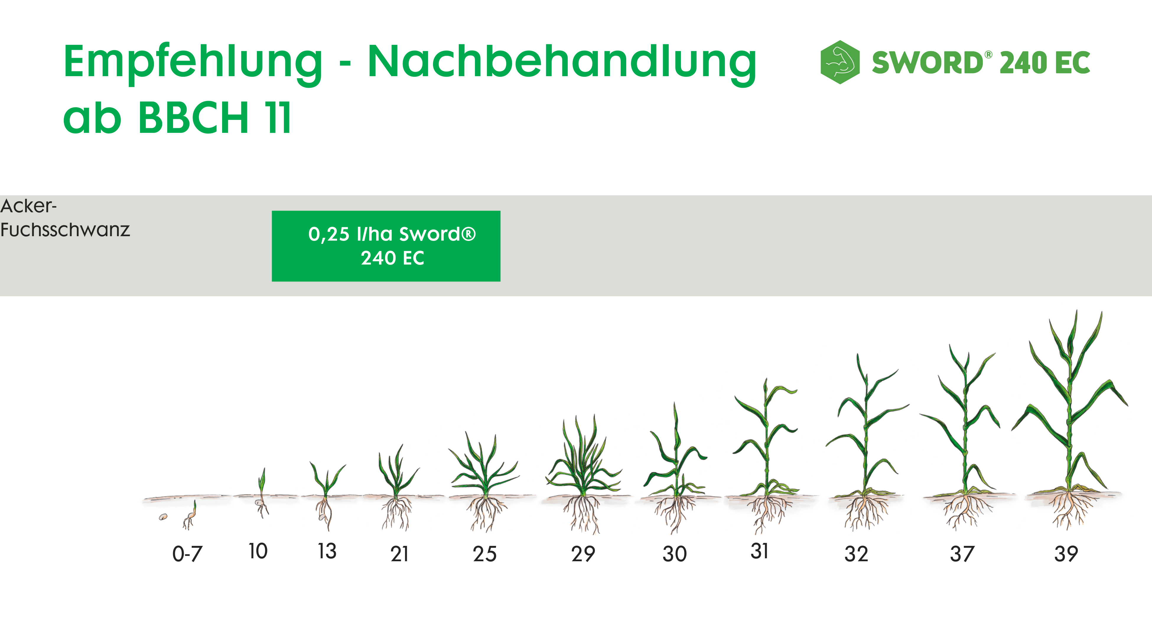 Das Bild zeigt eine grafische Darstellung der Empfehlung zur Nachbehandlung von Acker-Fuchsschwanz ab BBCH 11 mit dem Produkt Sword® 240 EC. Die empfohlene Dosierung beträgt 0,25 l/ha. Darunter sind Illustrationen von Pflanzen in verschiedenen Wachstumsstadien von BBCH 0-7 bis BBCH 39 dargestellt, die den Fortschritt des Pflanzenwachstums zeigen.