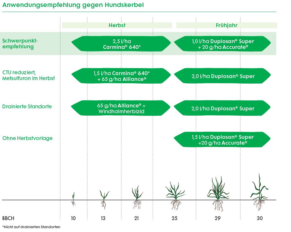Hundskerbelempfehlung Getreide