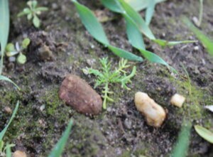 Kamille im Herbst ist abgebildet.