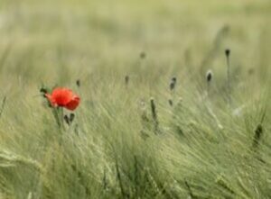Klatschmohn im Feld ist abgebildet.