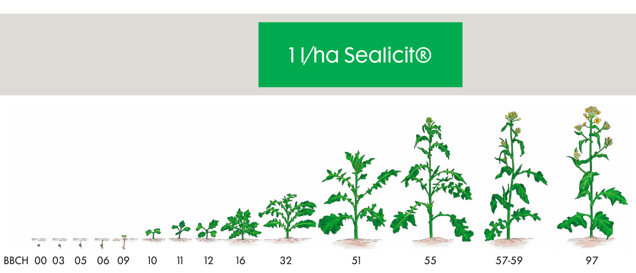 Anwendungsempfehlung von Sealicit