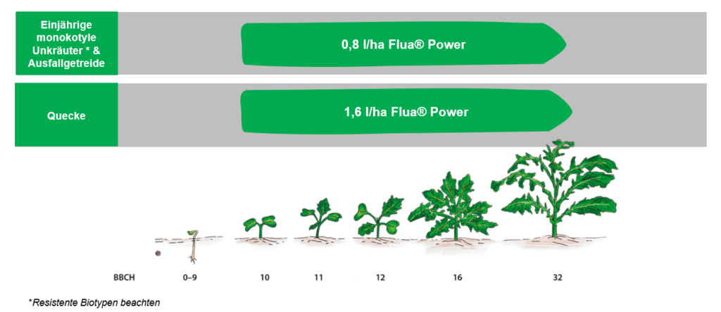 Das Bild zeigt eine grafische Darstellung der Anwendung von Flua® Power gegen verschiedene Unkräuter. Zwei grüne Balken markieren die empfohlenen Dosierungen: "0,8 l/ha Flua® Power" für einjährige monokotyle Unkräuter und Ausfallgetreide, sowie "1,6 l/ha Flua® Power" für Quecke. Darunter sind Pflanzen in verschiedenen Wachstumsstadien gemäß dem BBCH-Code von 0 bis 32 abgebildet. Eine Fußnote weist darauf hin, resistente Biotypen zu beachten. 