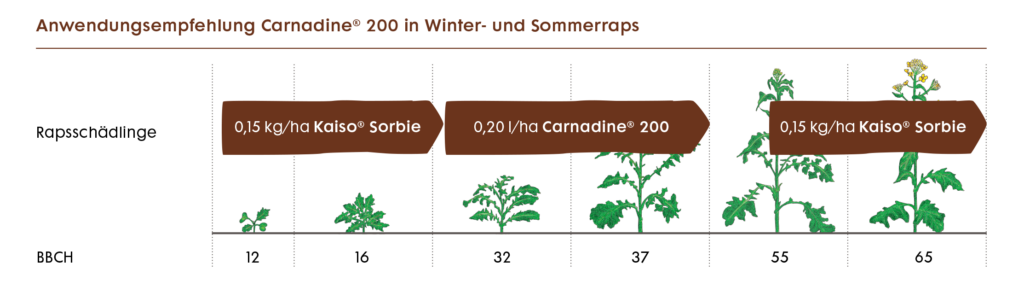 Anwendungsempfehlung von Kaiso Sorbe und Carnadine im Winterraps