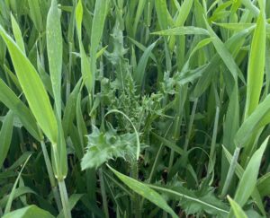 Distel im Getreidebestand