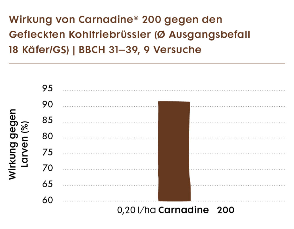 Carnadine Wirkung gegen Kohltriebrüssler