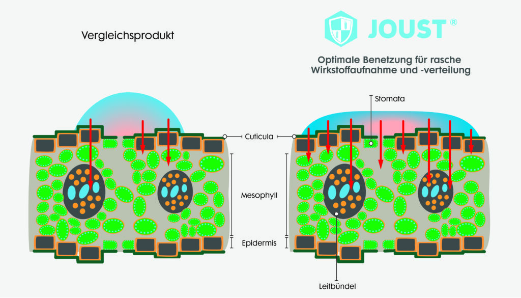 Querschnitt Blatt VGM und Joust auf der Oberfläche
