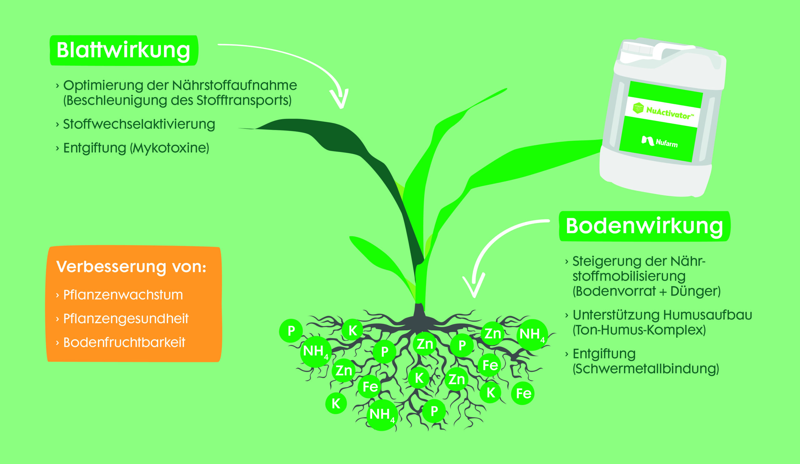 Schematische Darstellung der Wirkung von NuActivator