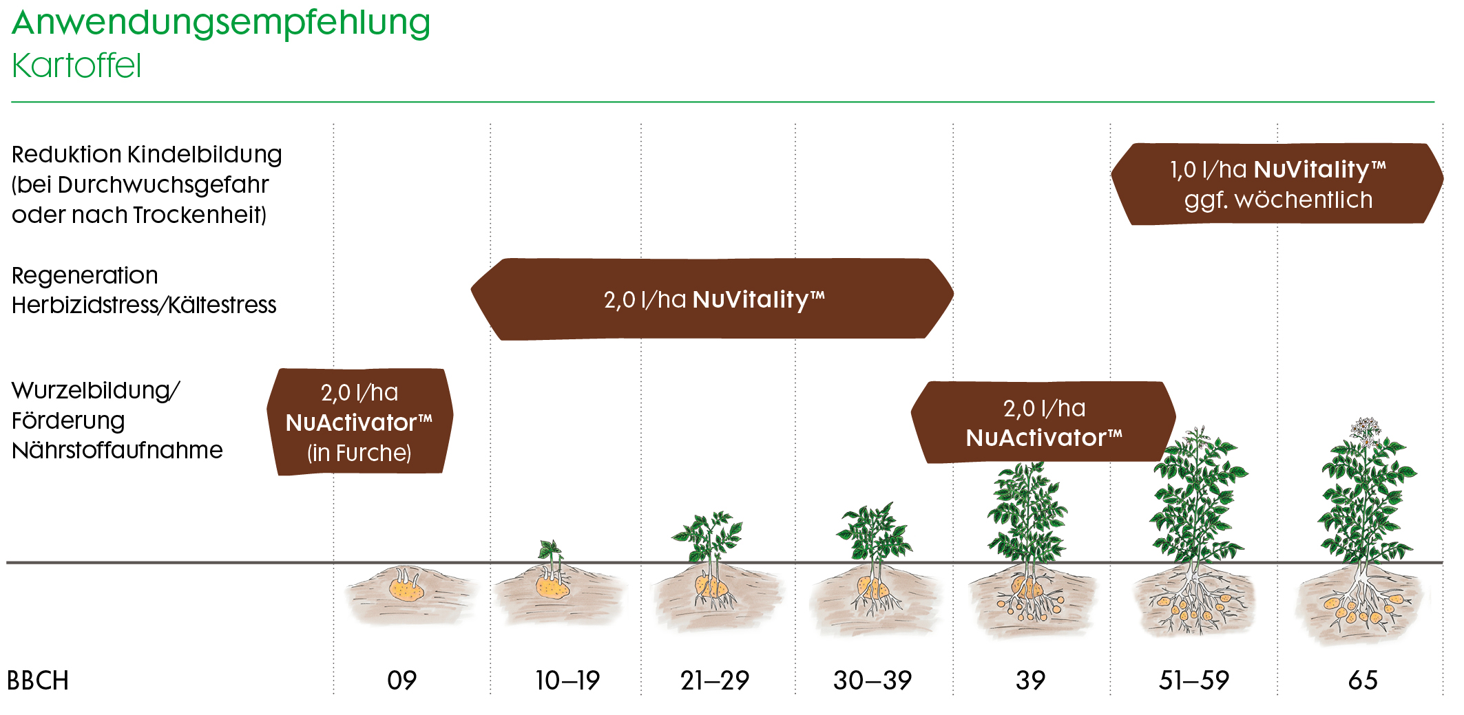 Empfehlung NuActivator in der Kartoffel