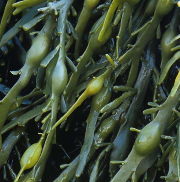Braunalge Ascophyllum nodosum als Biostimulanz in der Landwirtschaft